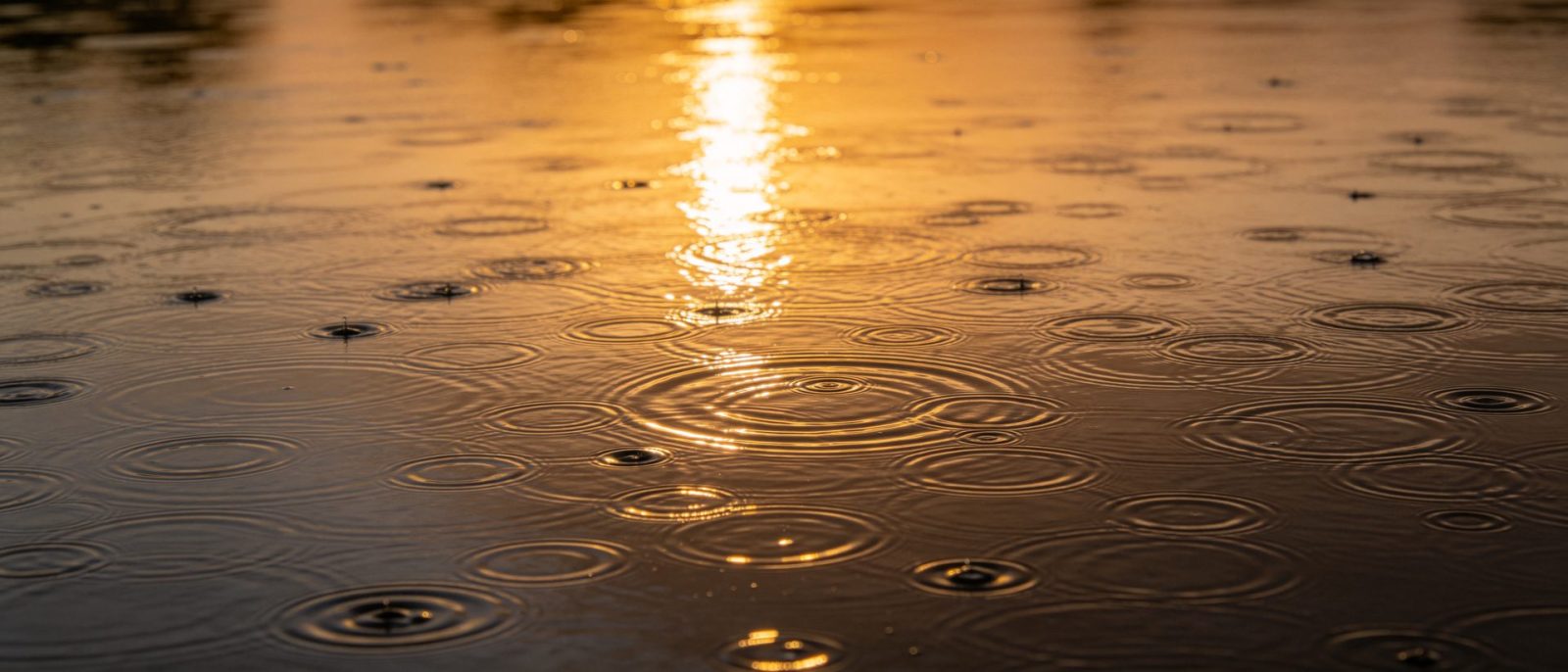 雨后碎金高清壁纸预览