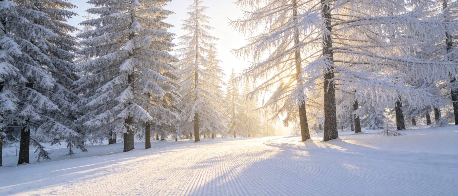 雾凇雪林高清壁纸预览