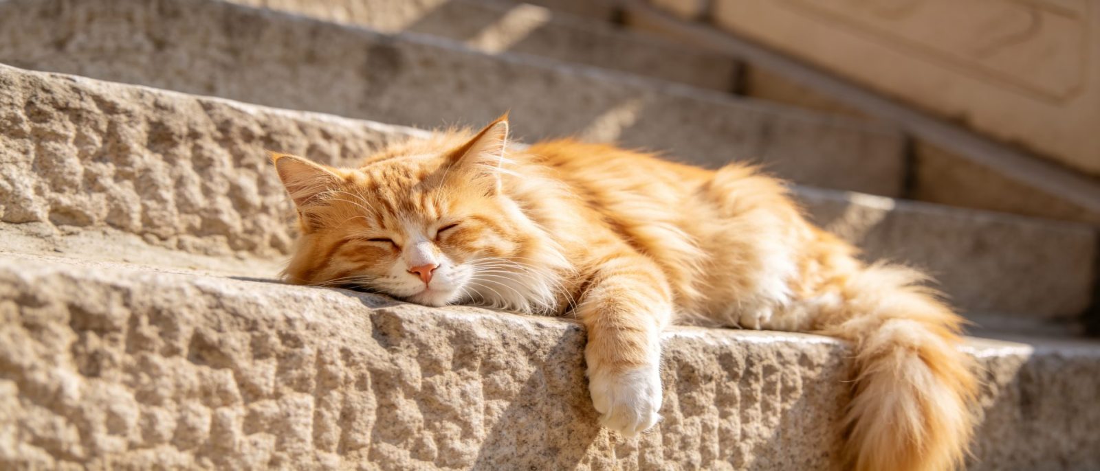 狮子猫晒背高清壁纸预览