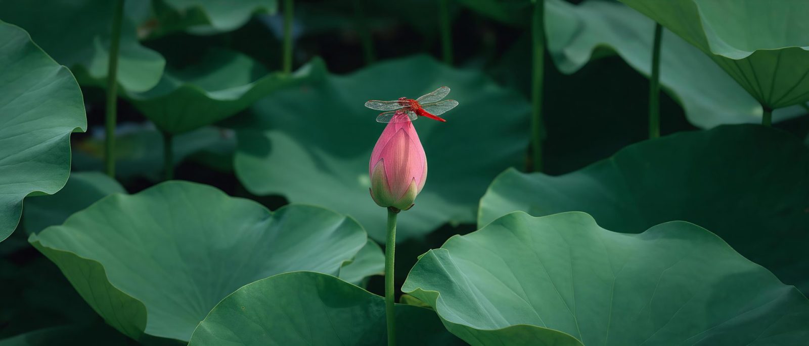 蜻蜓立苞高清壁纸预览