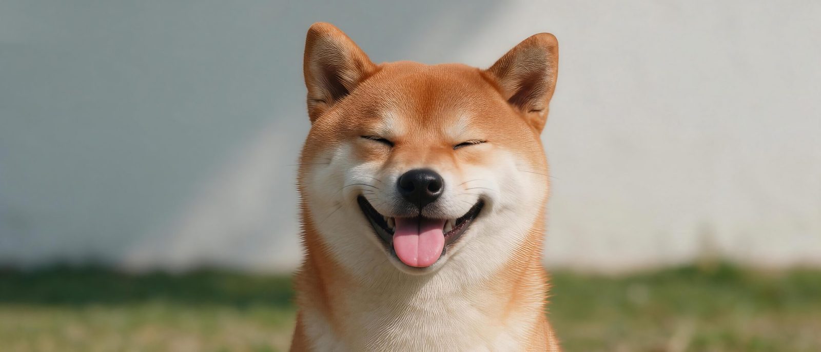 柴犬吐舌高清壁纸预览
