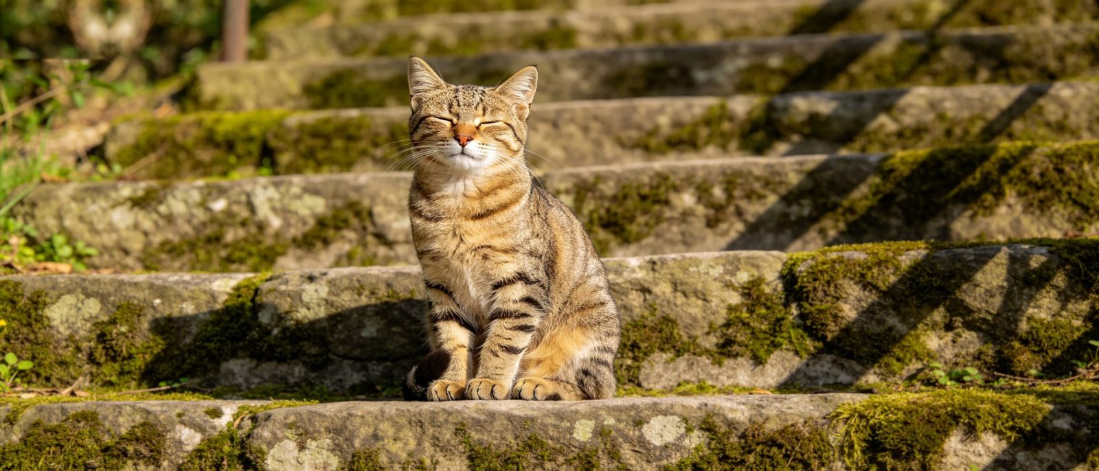 狸花猫石阶高清壁纸预览