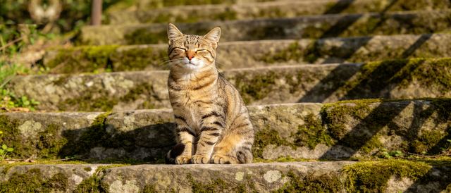 狸花猫石阶静态壁纸