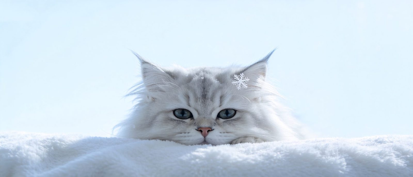 高地折耳承雪高清壁纸预览