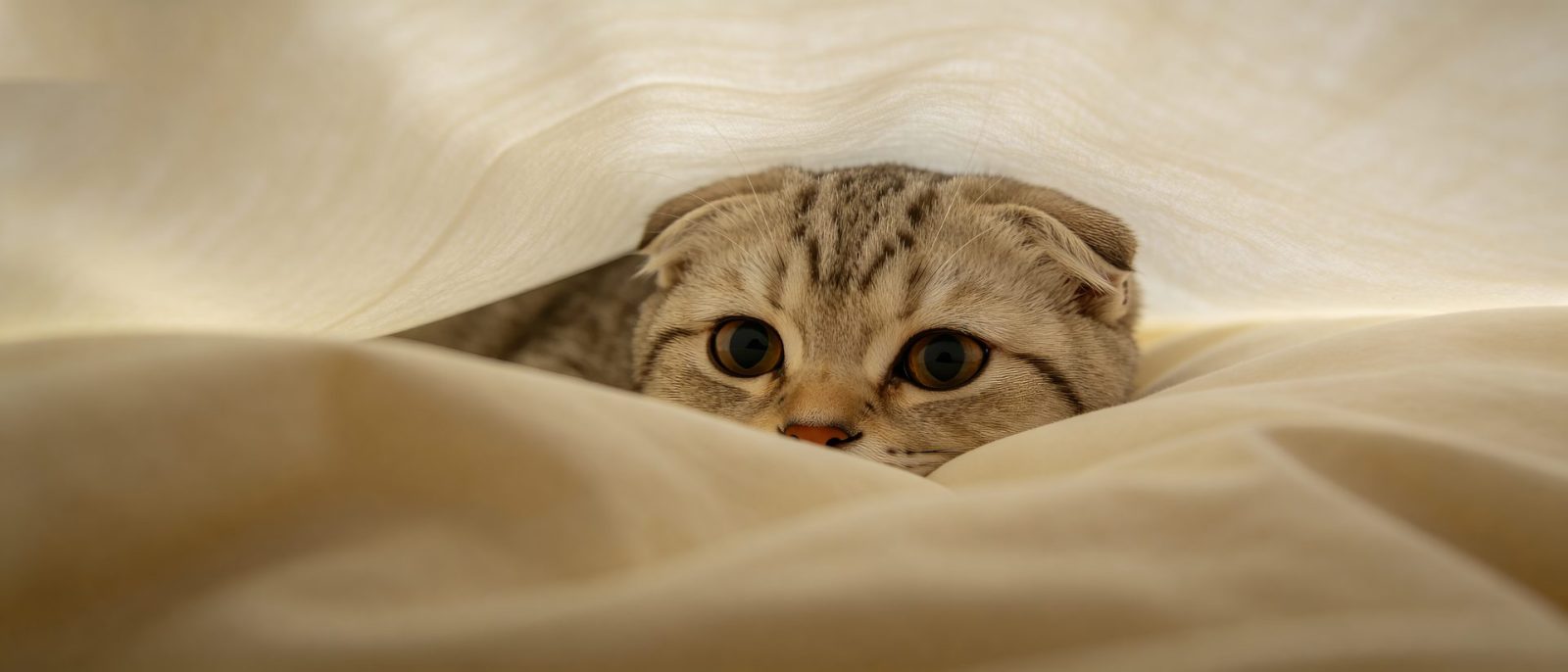 折耳猫赖床高清壁纸预览