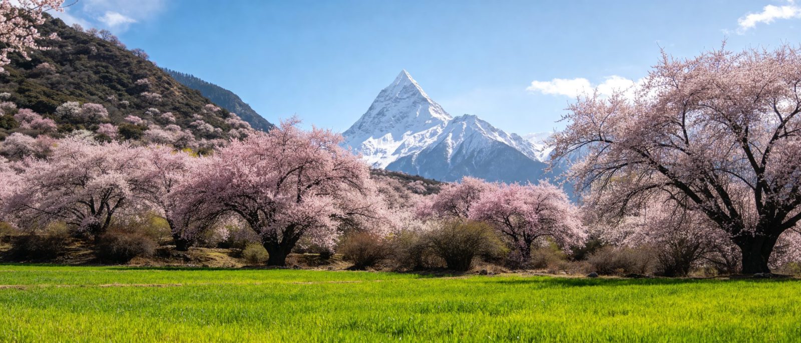林芝桃花雪峰高清壁纸预览