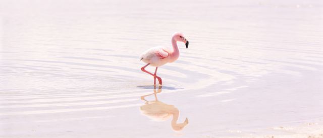 火烈鸟浅滩静态壁纸