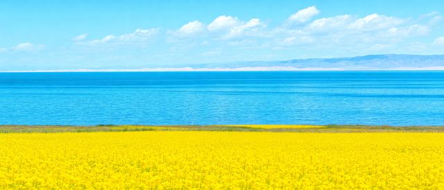 青海湖油菜静态壁纸